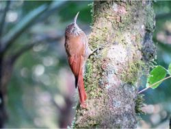 Montane Woodcreeper